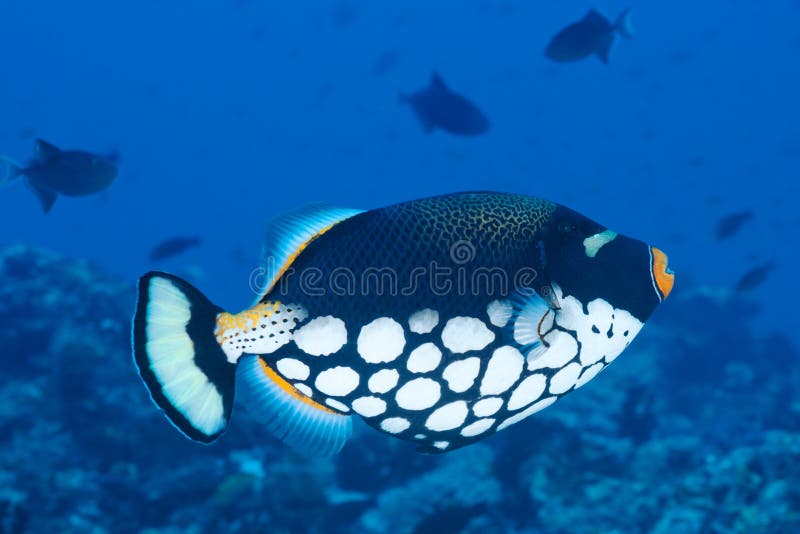 Clown Triggerfish, Maldives stock photography