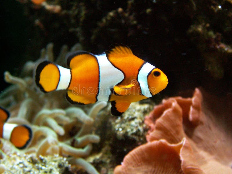 Clownfish stockfoto Clownfish stockfoto