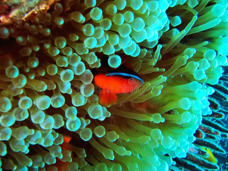 Clownfish stock images