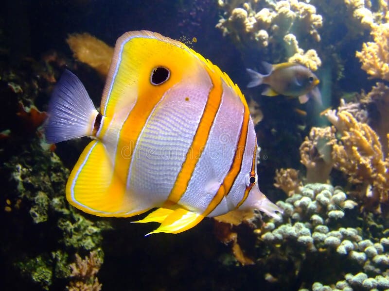 Beautiful clownfish in the tropical coral reef