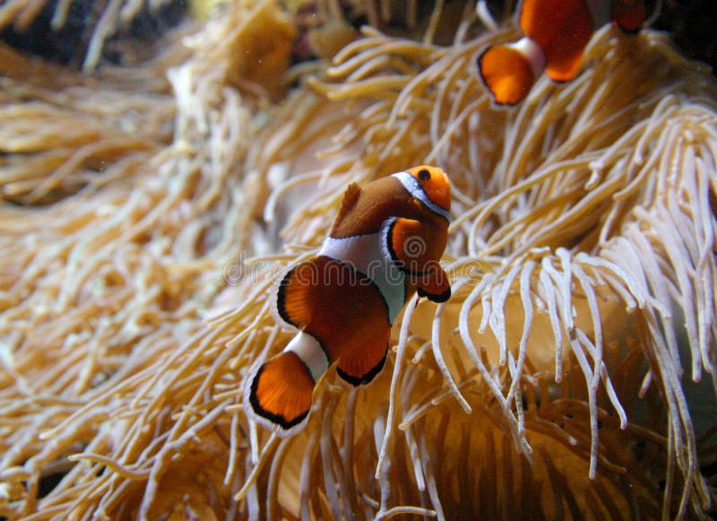 Clownfish Amphiprion SP royalty-vrije stock foto's Clownfish Amphiprion SP royalty-vrije stock foto's