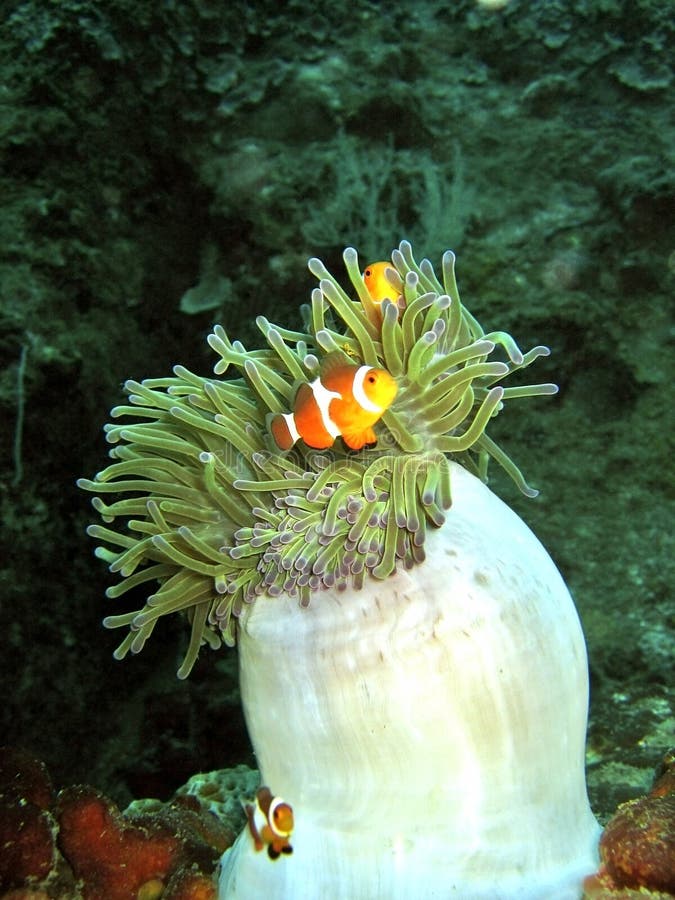 Anemone Closed Sea Stock Photos - Free & Royalty-Free Stock Photos