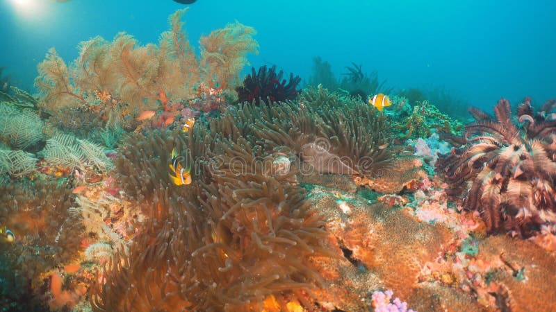 Clownfish Anemonefish in actinia royalty-vrije stock afbeeldingen