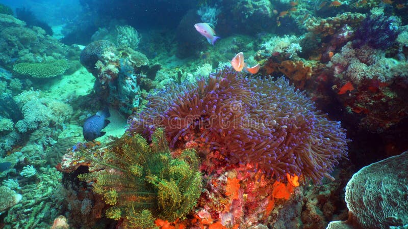Clownfish Anemonefish in actinia stock foto