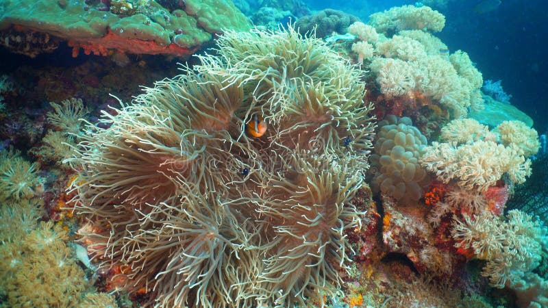 Clownfish Anemonefish in actinia stock afbeeldingen