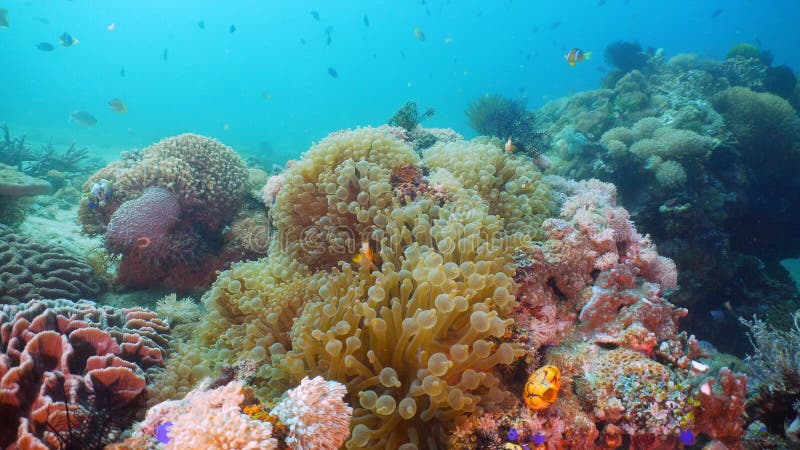 Clownfish Anemonefish in actinia stock afbeeldingen