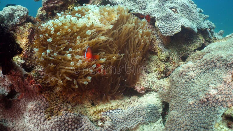 Clownfish Anemonefish in actinia royalty-vrije stock fotografie