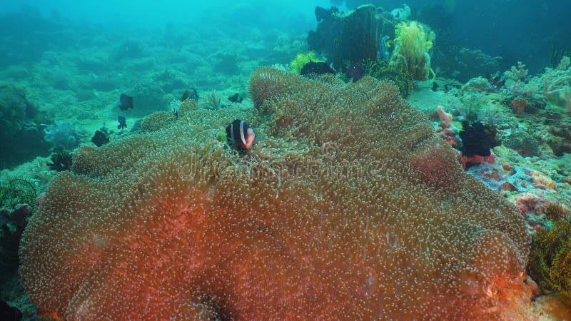 Clownfish Anemonefish in actinia stock afbeelding