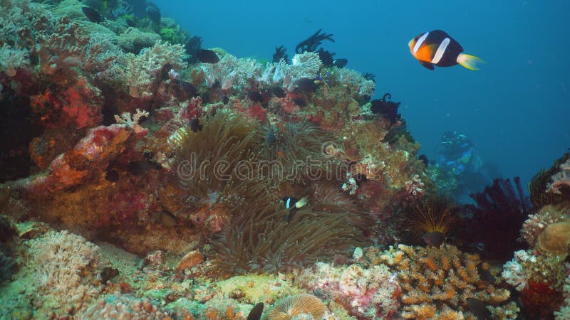 Clownfish Anemonefish in actinia royalty-vrije stock afbeeldingen