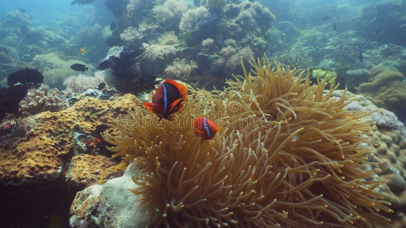 Clownfish Anemonefish in actinia royalty-vrije stock fotografie