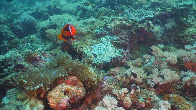 Clownfish Anemonefish in actinia stock foto