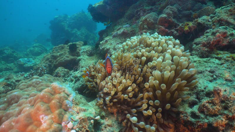 Clownfish Anemonefish in actinia stock afbeelding