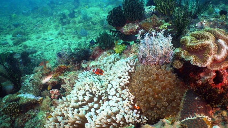 Clownfish Anemonefish in actinia stock foto's