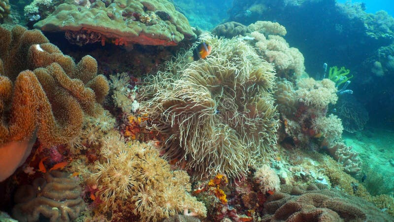 Clownfish Anemonefish in actinia stock afbeelding