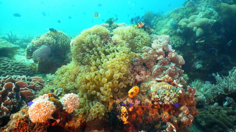 Clownfish Anemonefish in actinia stock afbeeldingen