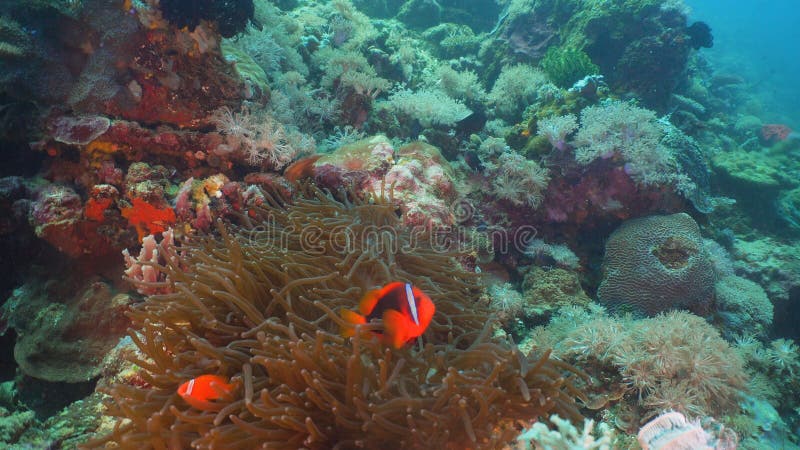 Clownfish Anemonefish in actinia stock fotografie