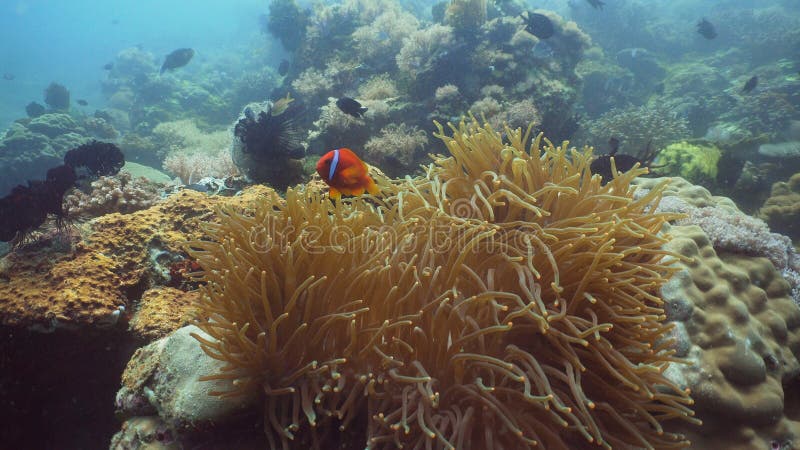 Clownfish Anemonefish in actinia royalty-vrije stock foto