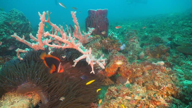 Clownfish Anemonefish in actinia royalty-vrije stock foto