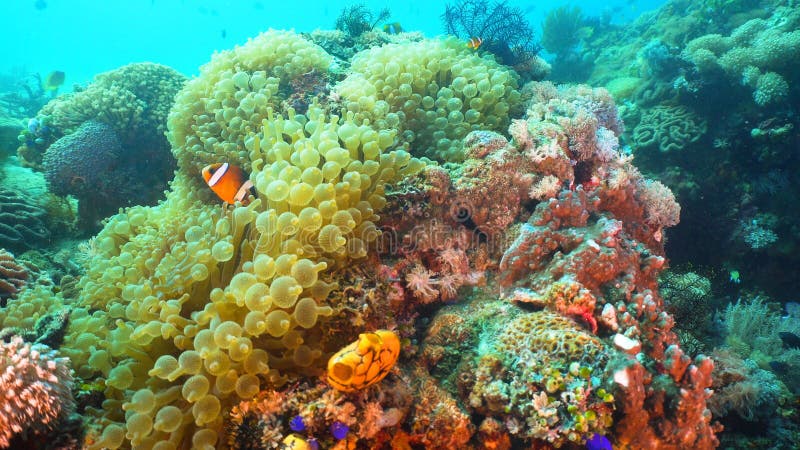 Clownfish Anemonefish in actinia stock fotografie