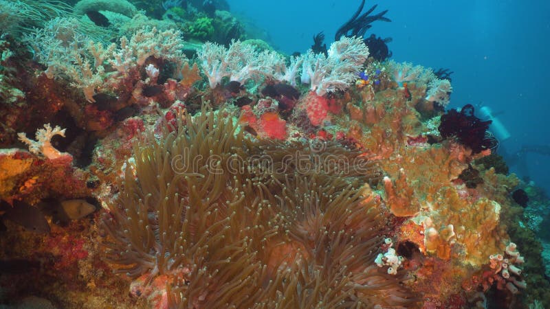 Clownfish Anemonefish in actinia stock foto