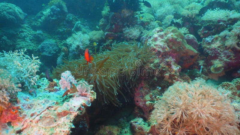Clownfish Anemonefish in actinia stock afbeeldingen