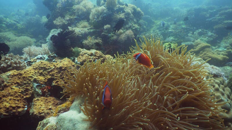 Clownfish Anemonefish in actinia stock foto's