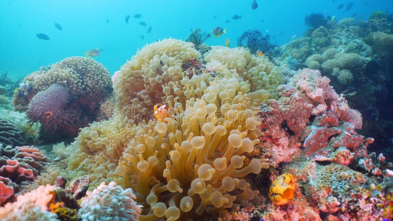 Clownfish Anemonefish in actinia royalty-vrije stock fotografie