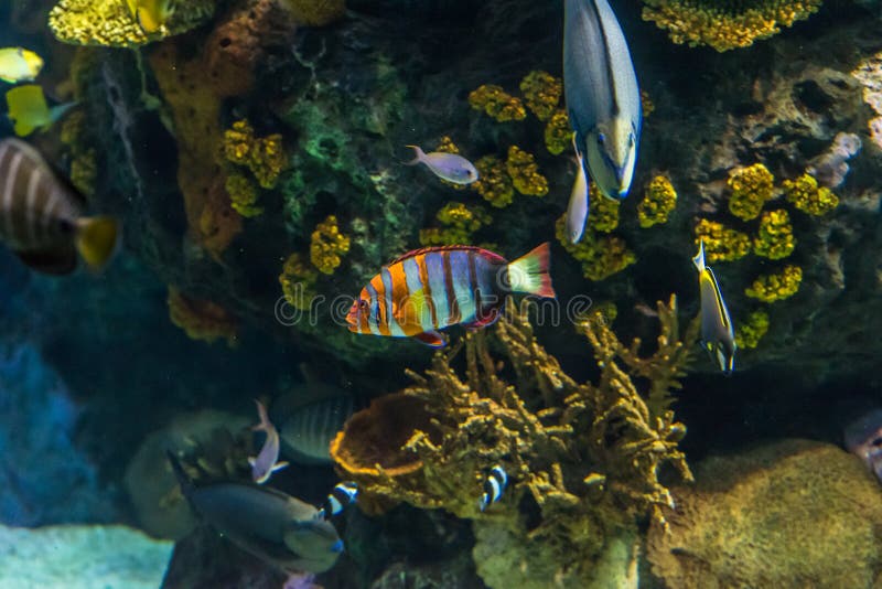 Clownfish, anemonefish, Amphiprioninae royalty-vrije stock afbeeldingen