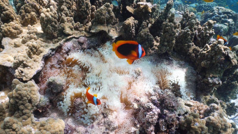 Clownfish Anemonefish in anemoon stock fotografie