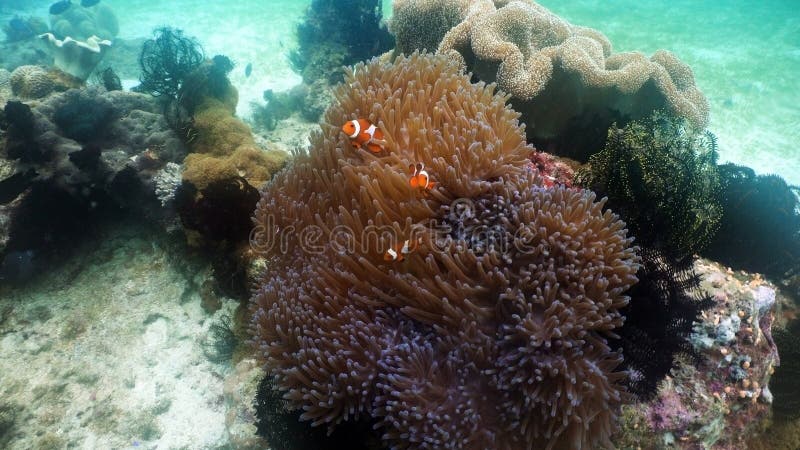Clownfish Anemonefish in anemoon royalty-vrije stock fotografie
