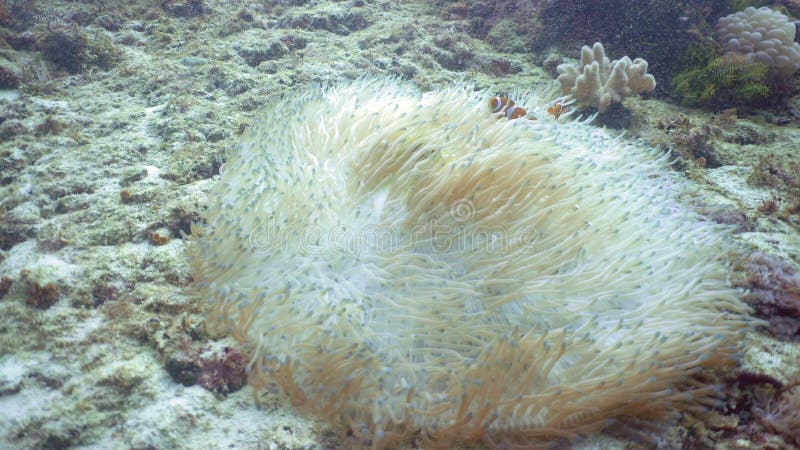 Clownfish Anemonefish in anemoon royalty-vrije stock afbeeldingen