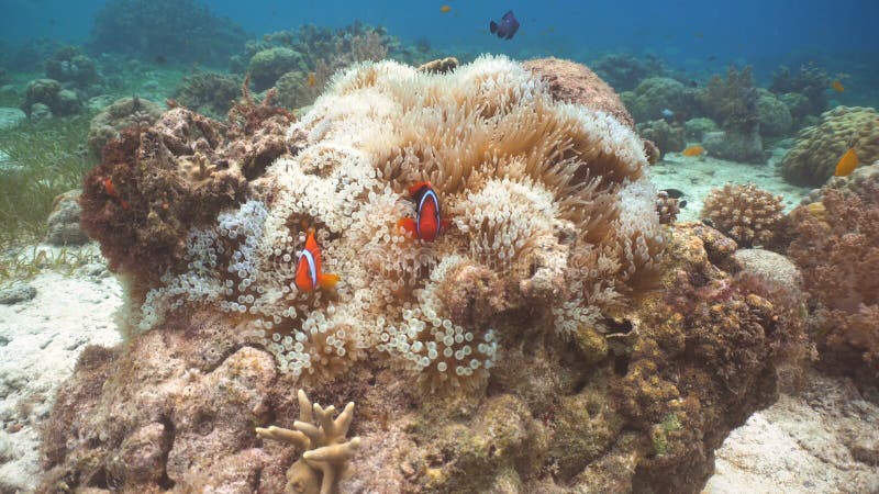 Clownfish Anemonefish in anemoon stock foto's