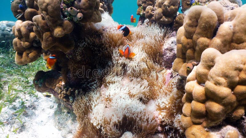 Clownfish Anemonefish in anemoon royalty-vrije stock afbeelding