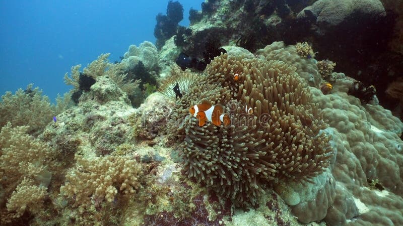 Clownfish Anemonefish in anemoon royalty-vrije stock afbeeldingen