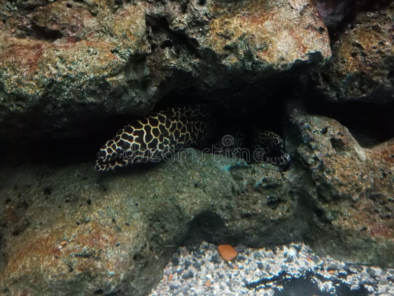 Clownfish, Anemonefish 5 stock foto