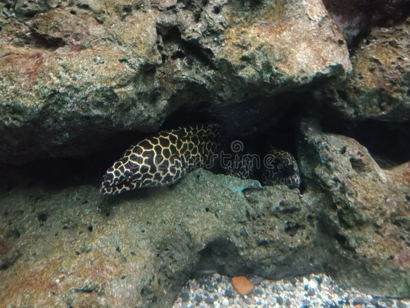 Clownfish, Anemonefish 88 royalty-vrije stock foto