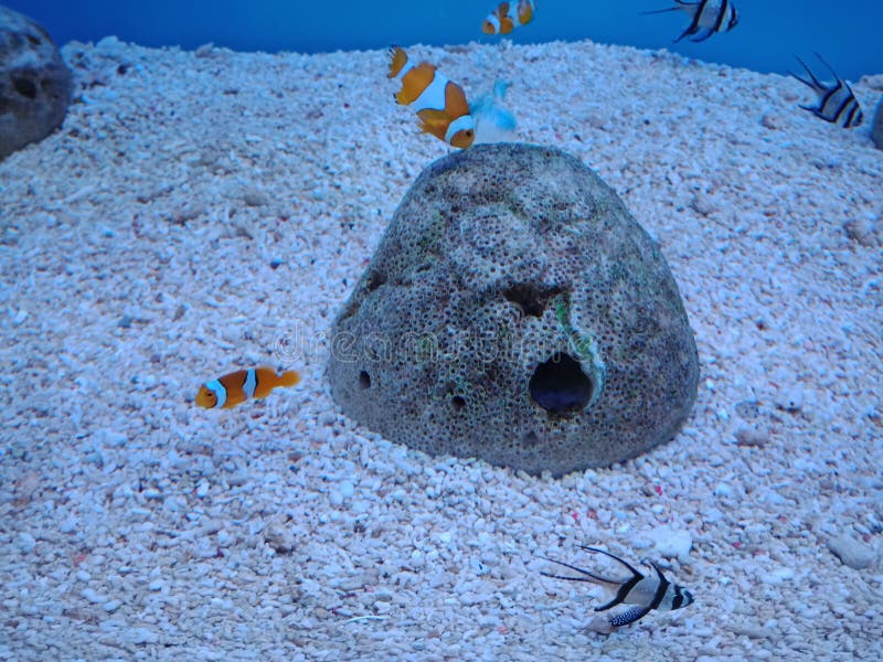 Clownfish, Anemonefish 1 royalty-vrije stock fotografie