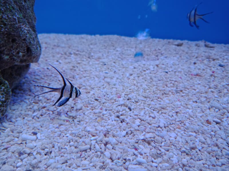 Clownfish, Anemonefish 2 royalty-vrije stock afbeeldingen