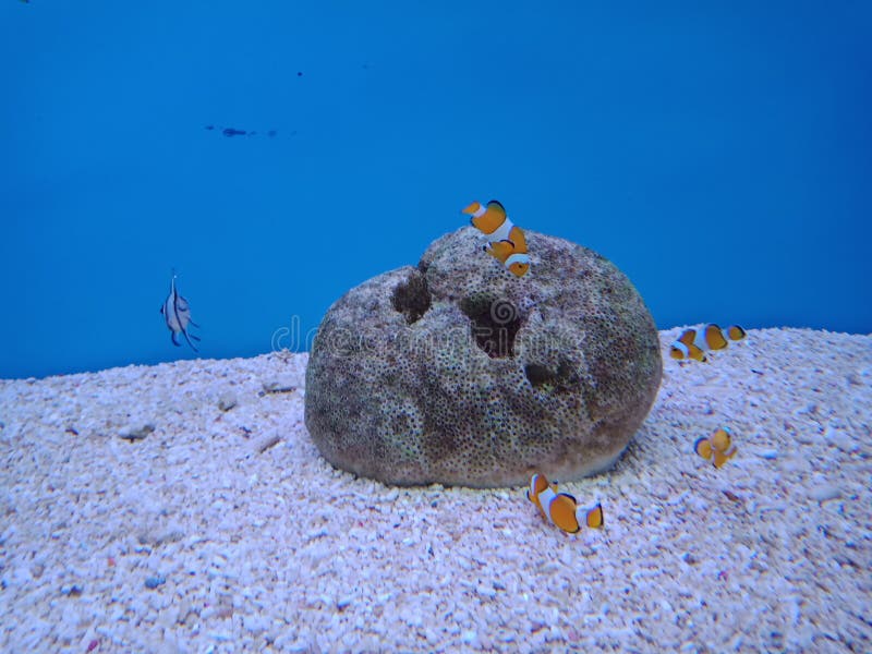 Clownfish, Anemonefish 3 stock fotografie