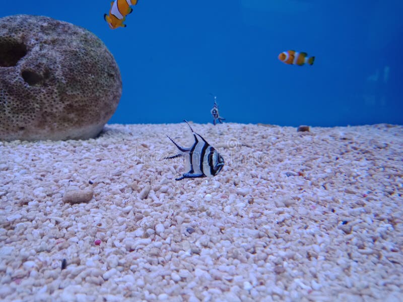 Clownvis, Zeeanemoonvis 5 stock afbeelding