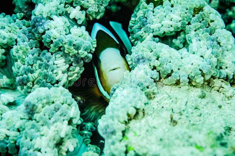 Clownfish (anemonefish) verbergende binnenanemoon in Derawan, Kalimantan, de onderwaterfoto van Indonesië royalty-vrije stock foto Clownfish (anemonefish) verbergende binnenanemoon in Derawan, Kalimantan, de onderwaterfoto van Indonesië royalty-vrije stock foto