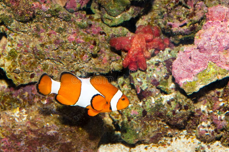 Clownfish in Aquarium stock photo. Image of ocean, clown 12907542