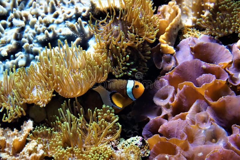 Clownfish che si nasconde fra gli anemoni fotografia stock Clownfish che si nasconde fra gli anemoni fotografia stock