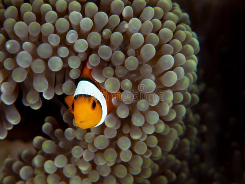 Clownfish de Ocellaris, ocellaris del Amphiprion Bangka, Indonesia imagen de archivo libre de regalías Clownfish de Ocellaris, ocellaris del Amphiprion Bangka, Indonesia imagen de archivo libre de regalías