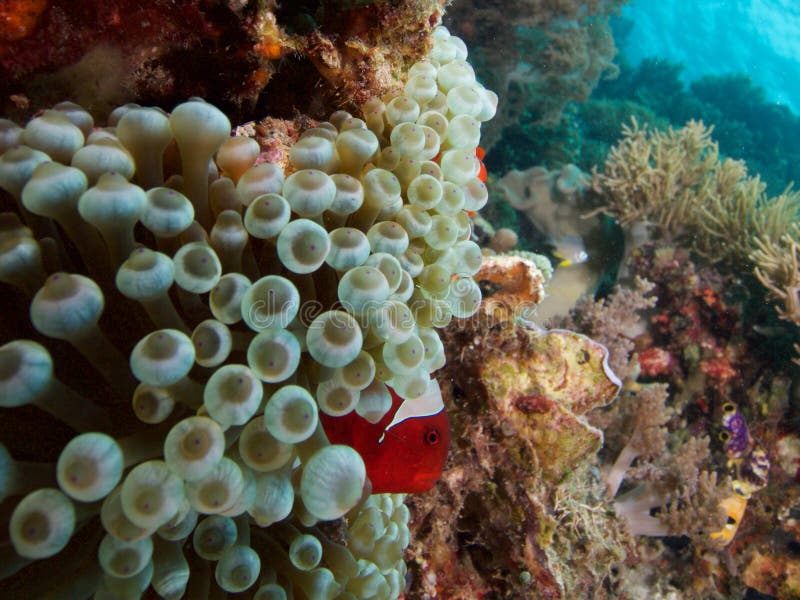 Clownfish de Spinecheeked en la anémona del bubbletip, Raja Ampat, Indonesia foto de archivo Clownfish de Spinecheeked en la anémona del bubbletip, Raja Ampat, Indonesia foto de archivo
