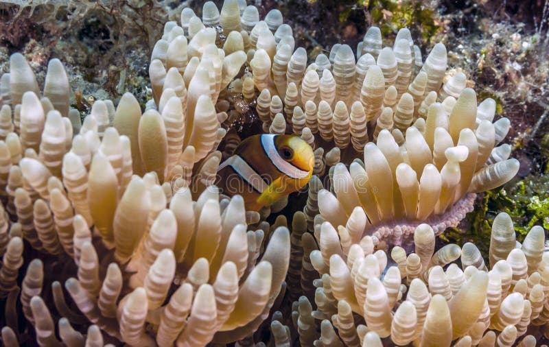 Clownfish del pomodoro sulla barriera corallina fuori dalla costa di Bali immagine stock libera da diritti Clownfish del pomodoro sulla barriera corallina fuori dalla costa di Bali immagine stock libera da diritti
