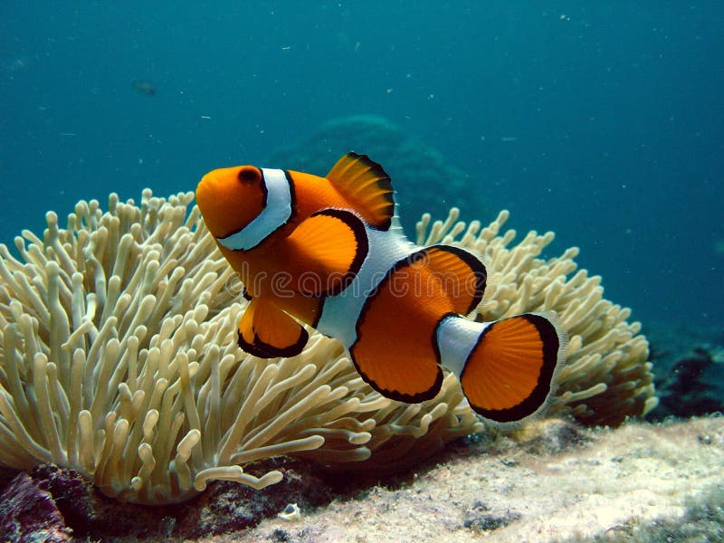 Clownfish e anemone Clownfish e anemone