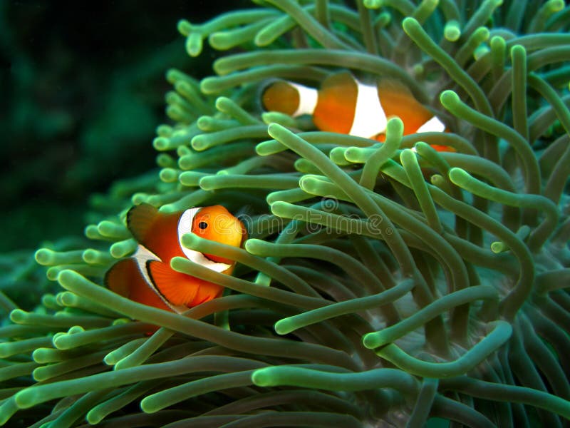 Clownfish ed anemone Clownfish ed anemone