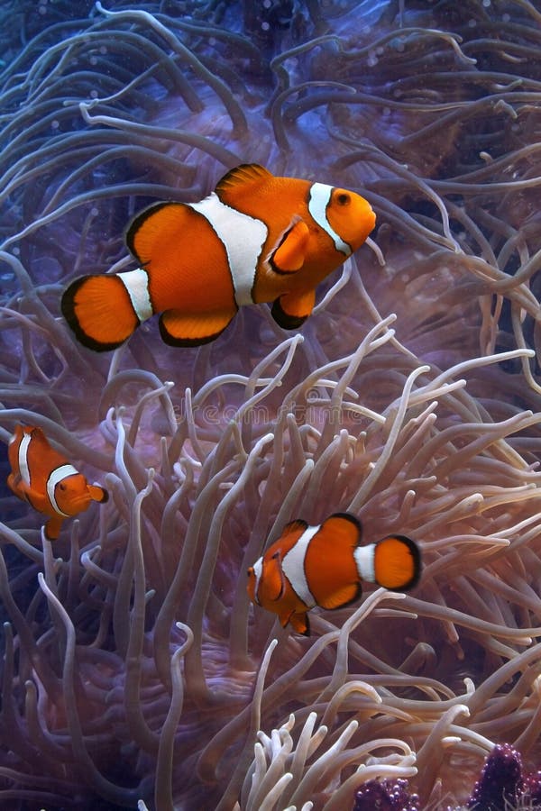 Clownfish en anemonefish royalty-vrije stock afbeeldingen Clownfish en anemonefish royalty-vrije stock afbeeldingen