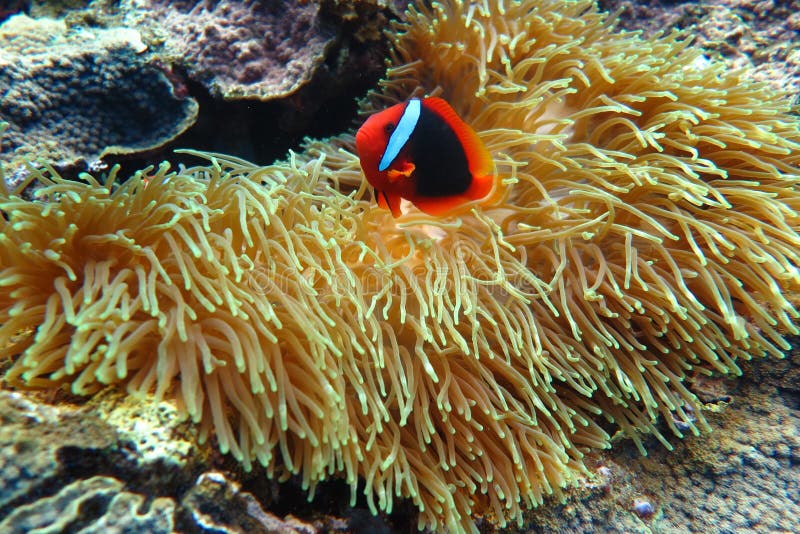 Clownfish en la anémona de mar fotos de archivo Clownfish en la anémona de mar fotos de archivo